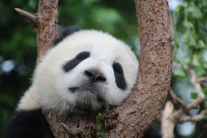 Panda China schläft
